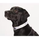 PawsPrint Adjustable Vibrant Pet Collar