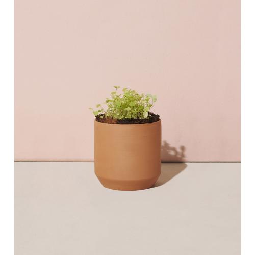 Health & Wellness - Planters and Grow Kits - Modern Sprout&reg; Tiny Terracotta Grow Kit Good Luck Clover