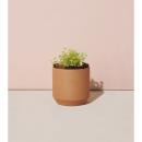 Modern Sprout&reg; Tiny Terracotta Grow Kit Good Luck Clover