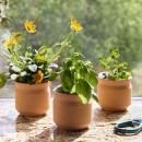 Terracotta Triumph Grow Kit