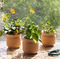 Terracotta Triumph Grow Kit - Planters and Grow Kits